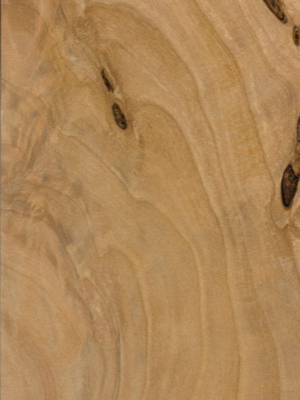 Olše evropská detail