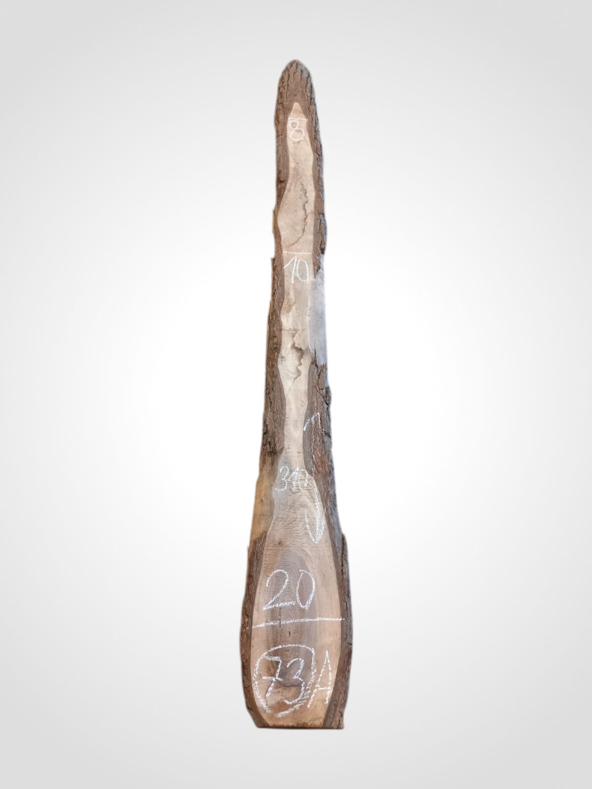Ořech černý 30/32 mm - 73
