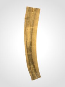 Ořech vlašský 65 mm 2