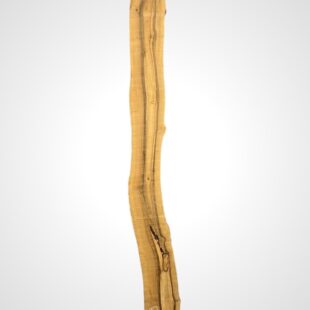Ořech vlašský 65 mm 4