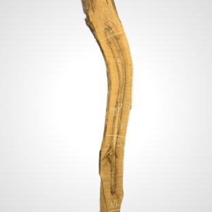 Ořech vlašský 65 mm 6