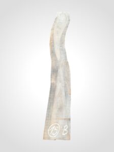 Ořech černý 30/32 mm - 15