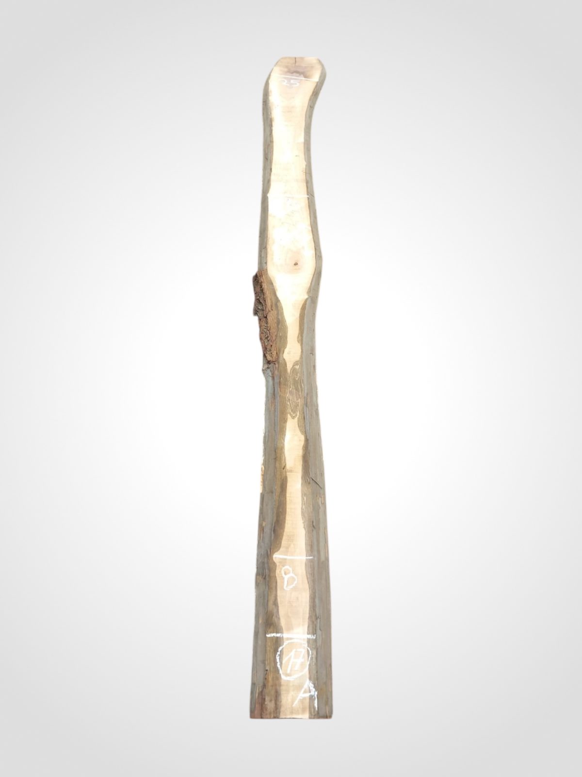 Ořech černý 30/32 mm - 17
