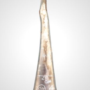 Ořech černý 30/32 mm - 22