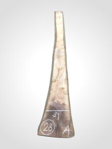 Ořech černý 30/32 mm - 23