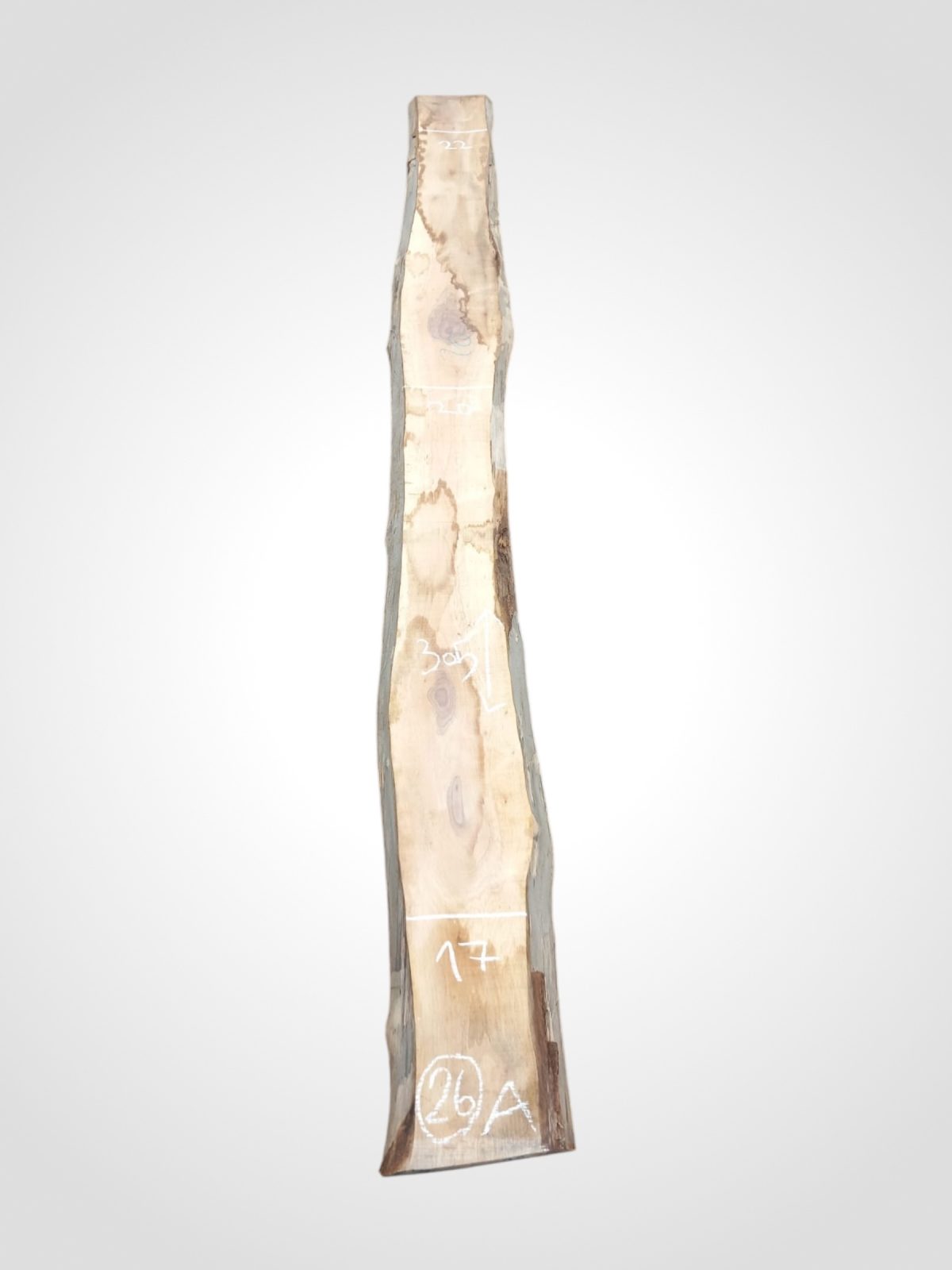 Ořech černý 30/32 mm - 26
