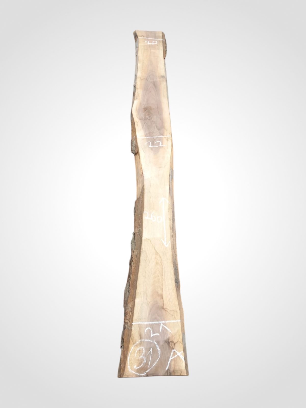 Ořech černý 30/32 mm - 31
