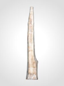 Ořech černý 30/32 mm - 33