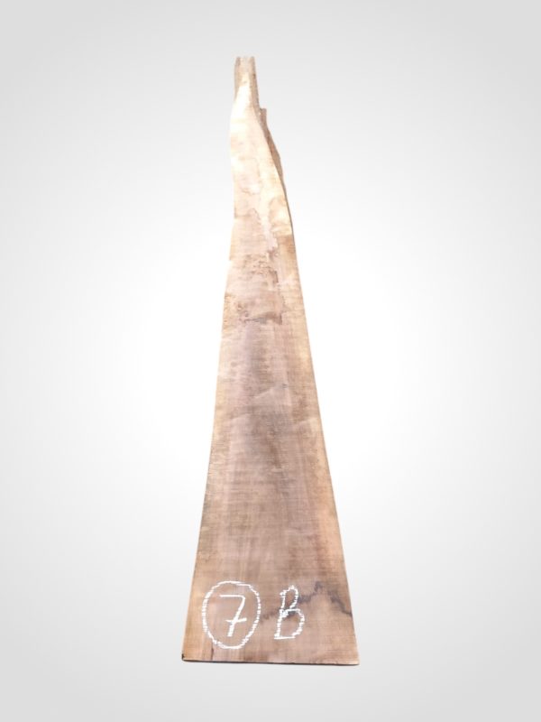 Ořech černý 30/32 mm - 7