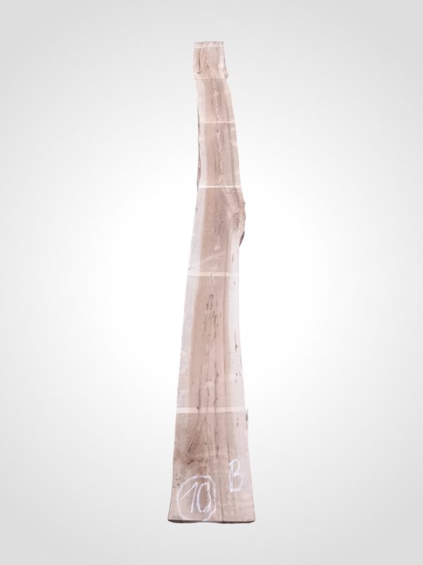 Jilm evropský 50/52 mm - 10