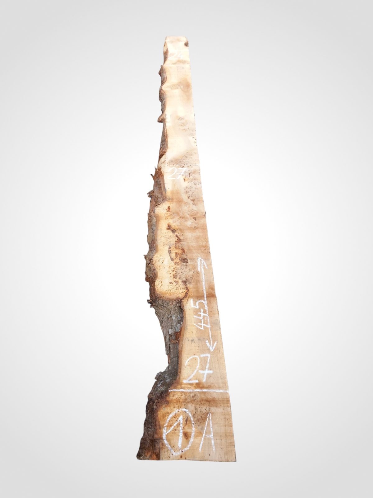 Jilm evropský 50/52 mm - 1