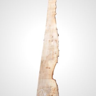 Jilm evropský 50/52 mm - 1