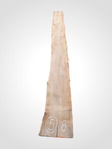 Jilm evropský 50/52 mm - 5