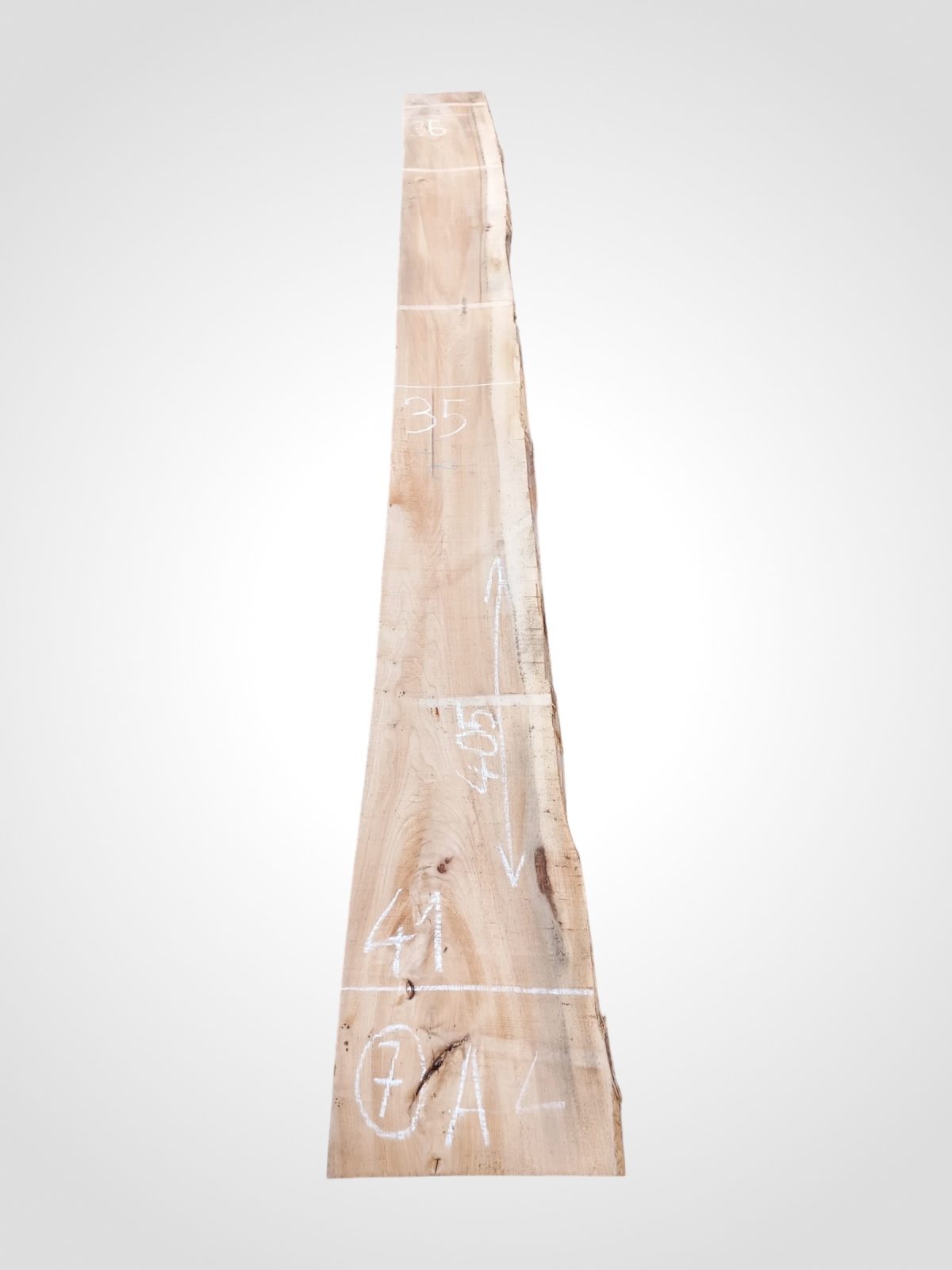 Jilm evropský 50/52 mm - 7