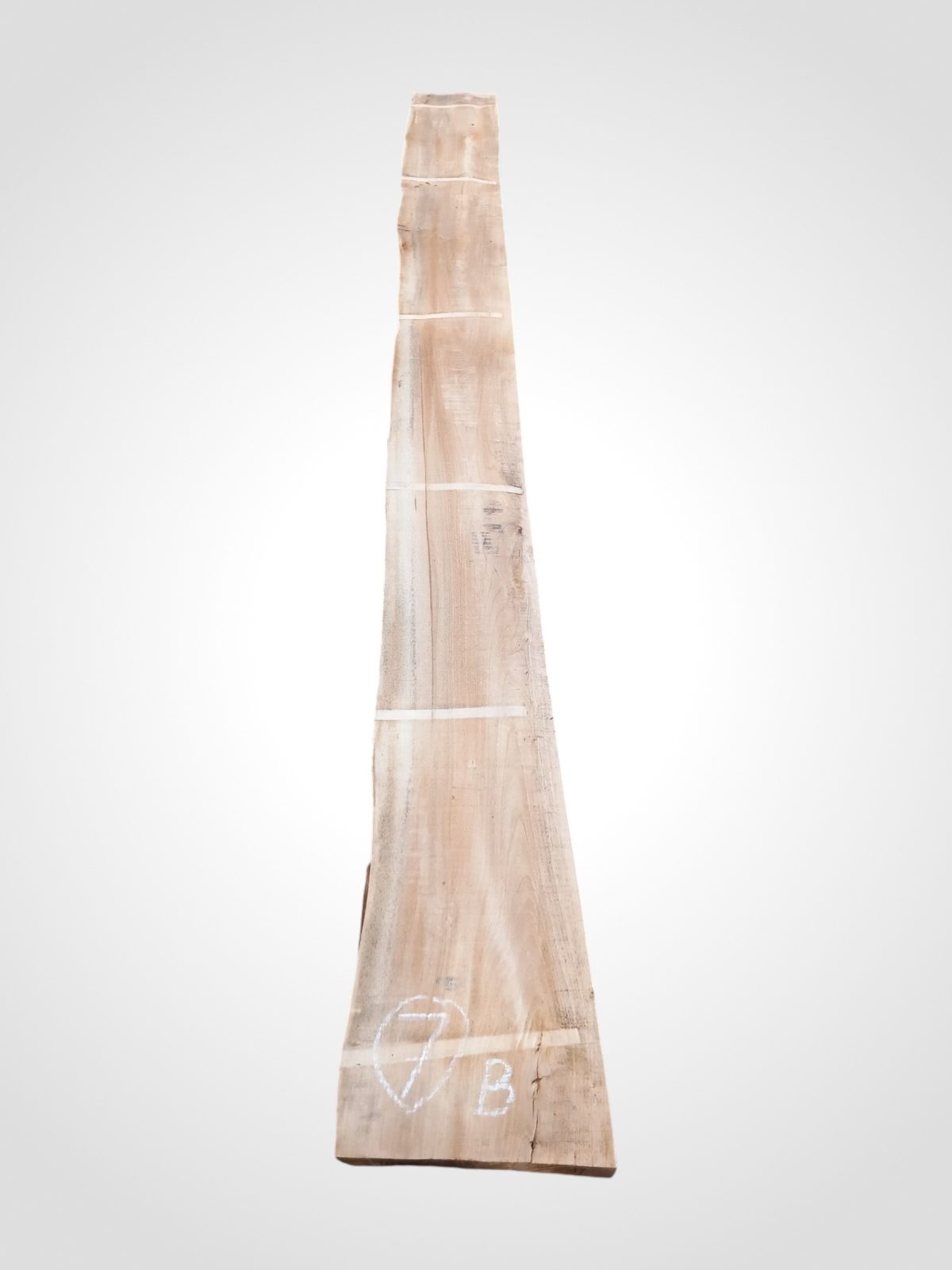 Jilm evropský 50/52 mm - 7