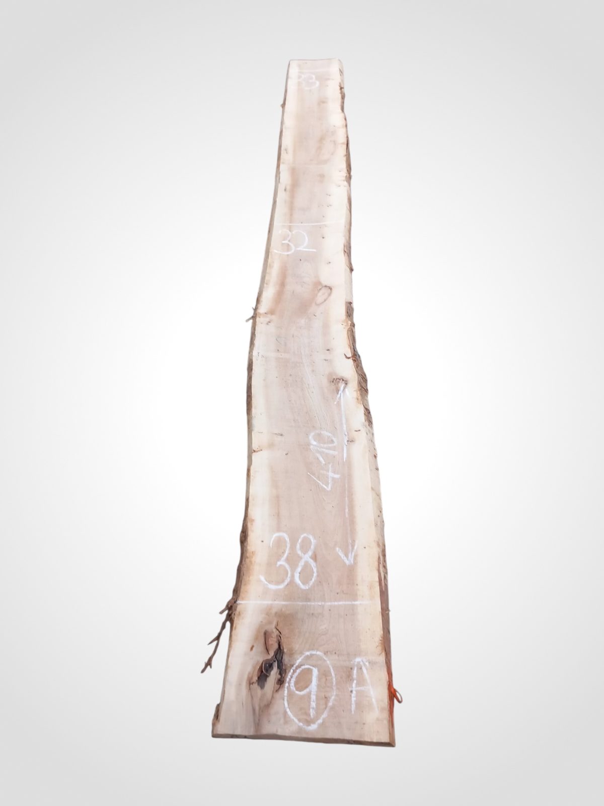Jilm evropský 50/52 mm - 9
