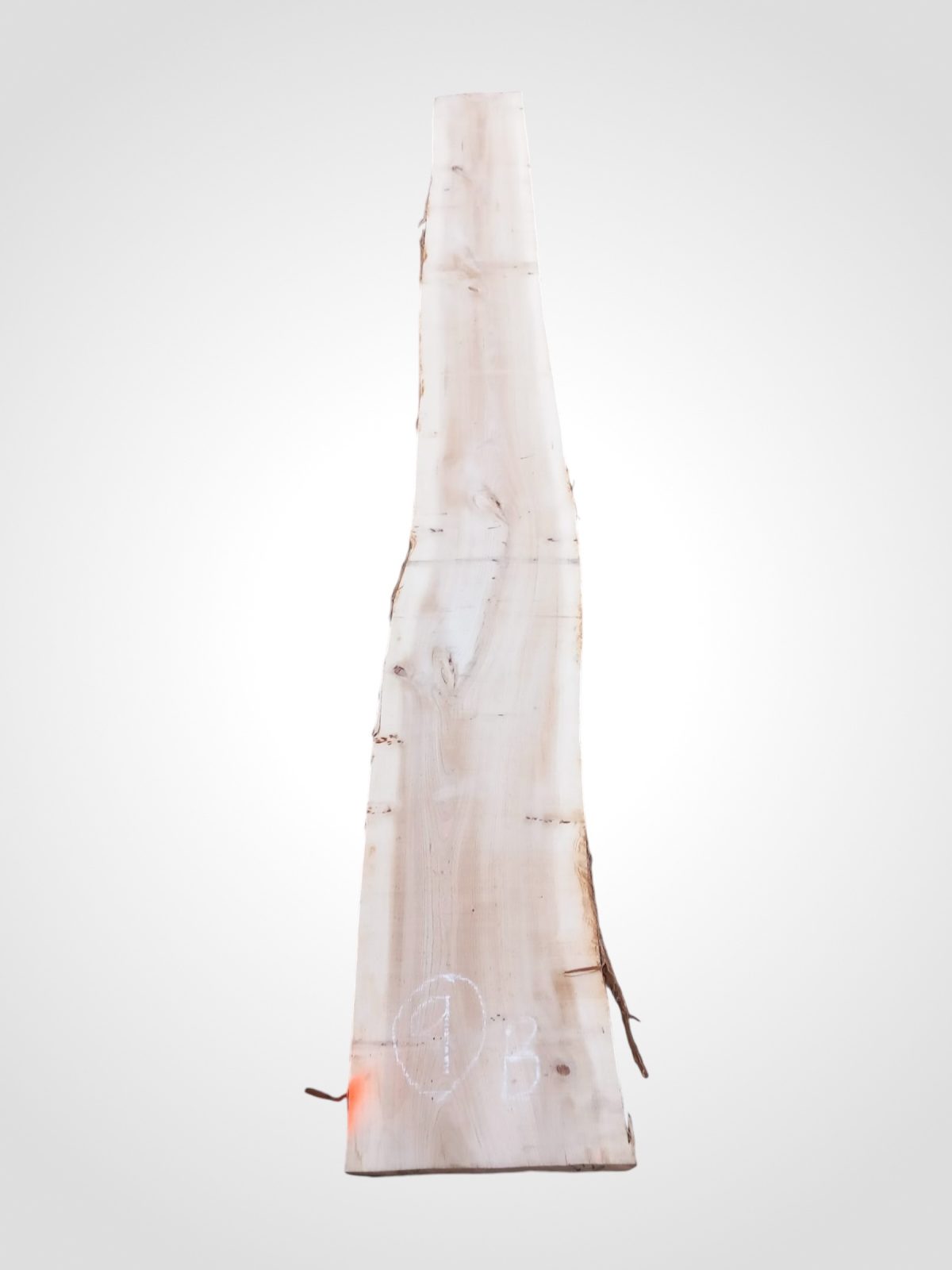 Jilm evropský 50/52 mm - 9