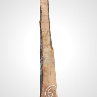 Kaštanovník 70 mm - 6