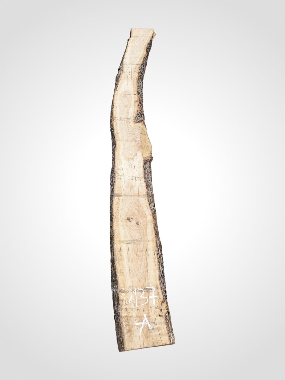 Oliva 70 mm - 137