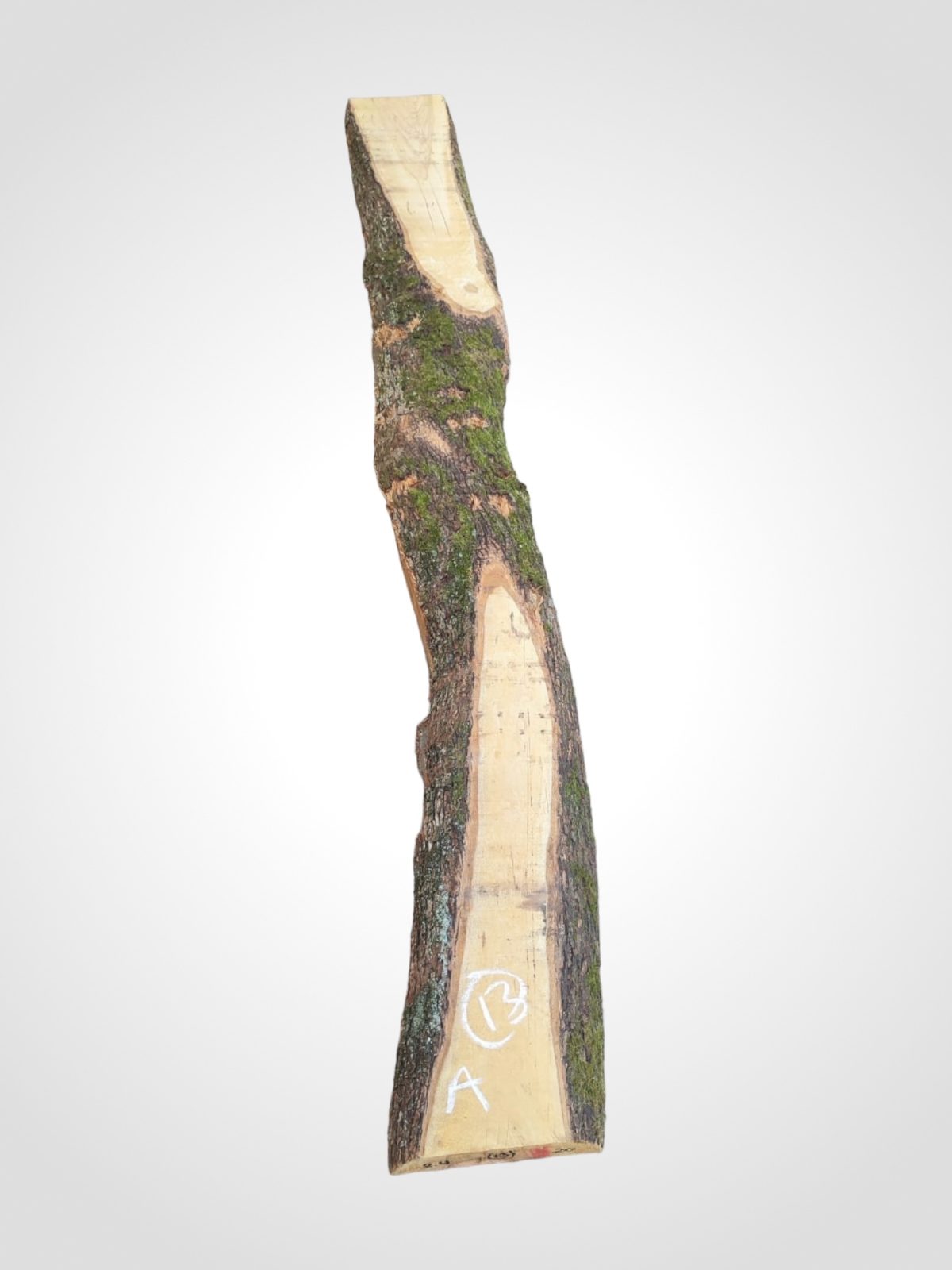 Oliva 70 mm - 13
