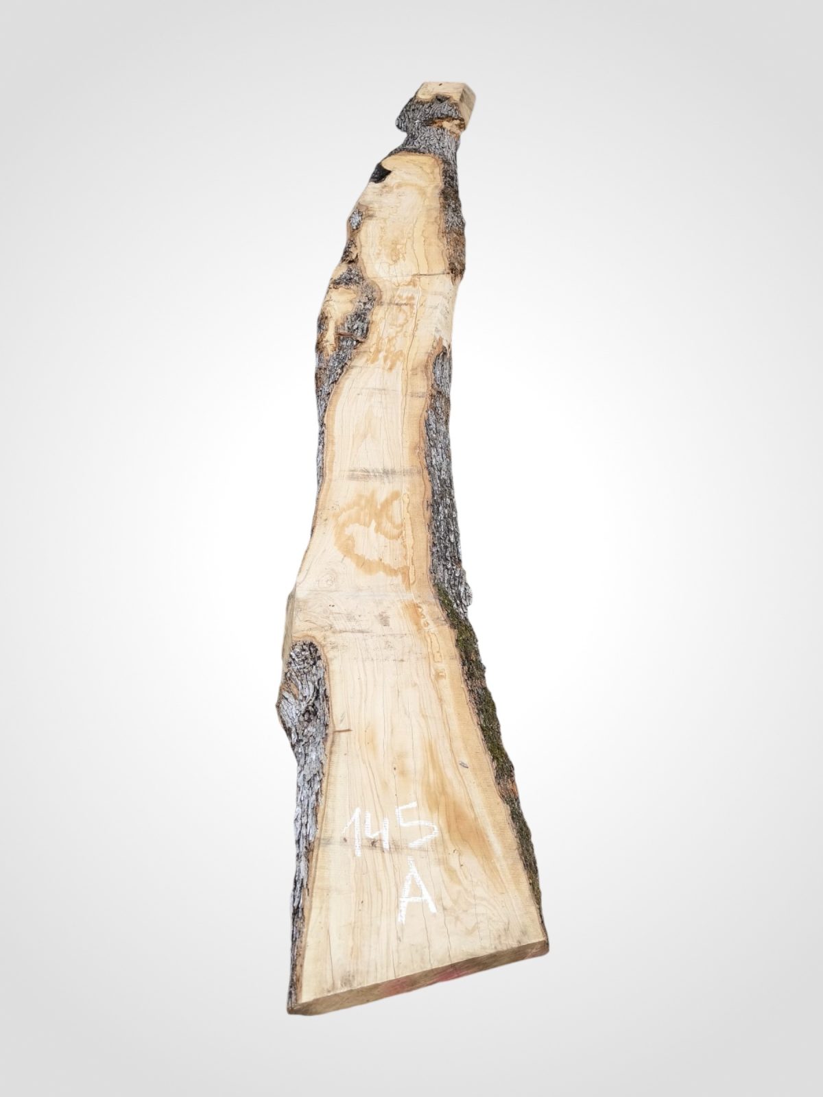 Oliva 70 mm - 145