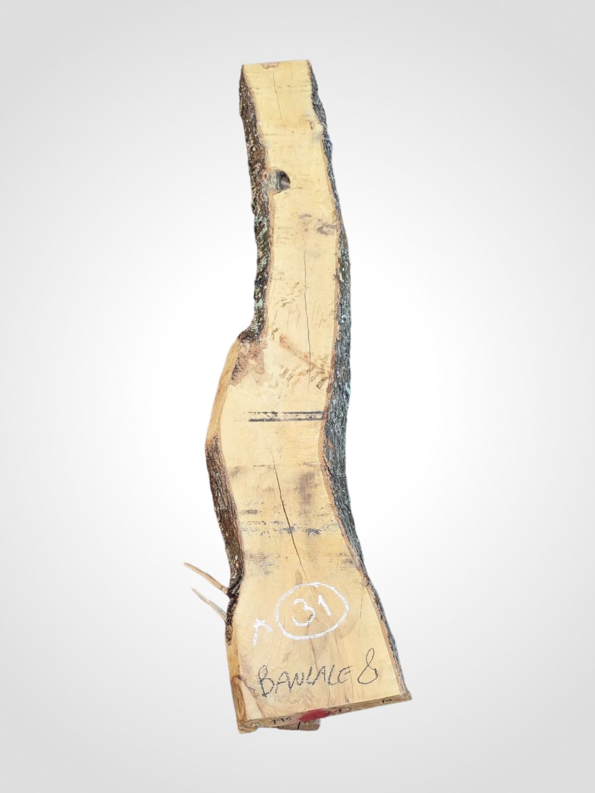 Oliva 70 mm - 31