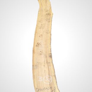 Oliva 70 mm - 32