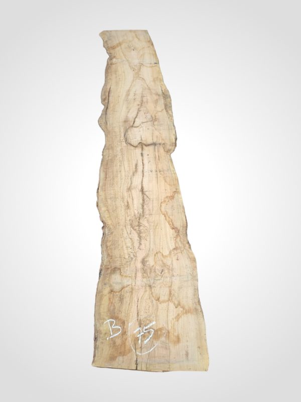 Oliva 70 mm - 75