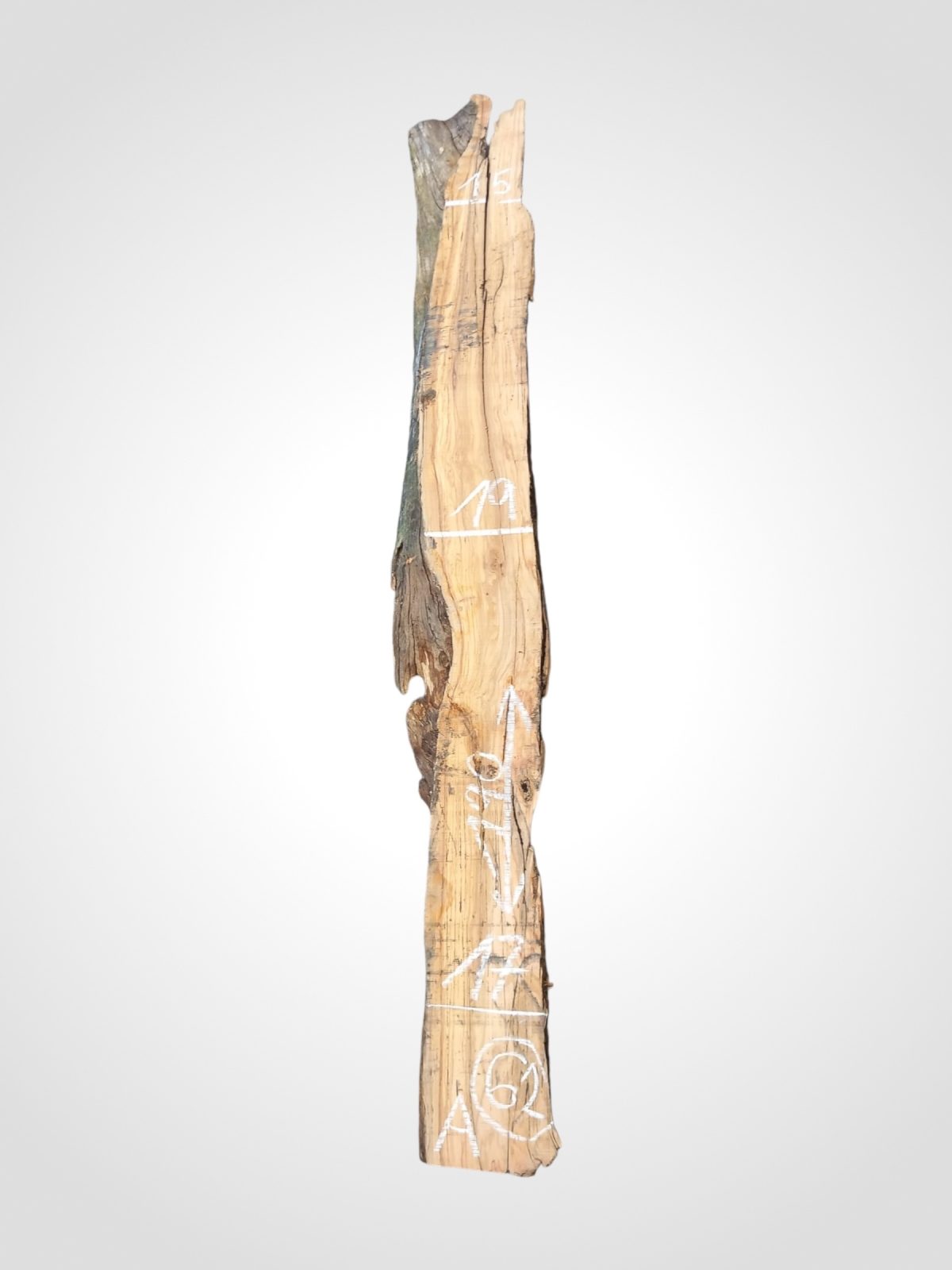 Oliva 70 mm - 62