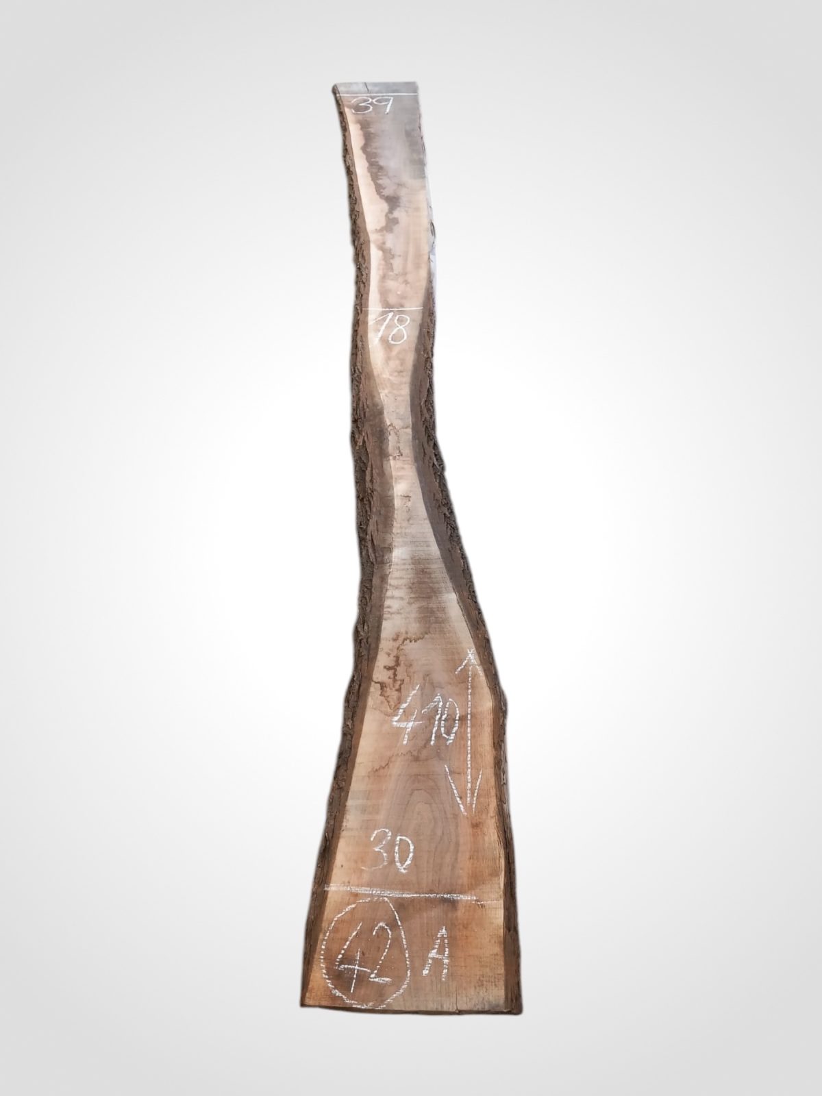 Ořech černý 30/32 mm - 42