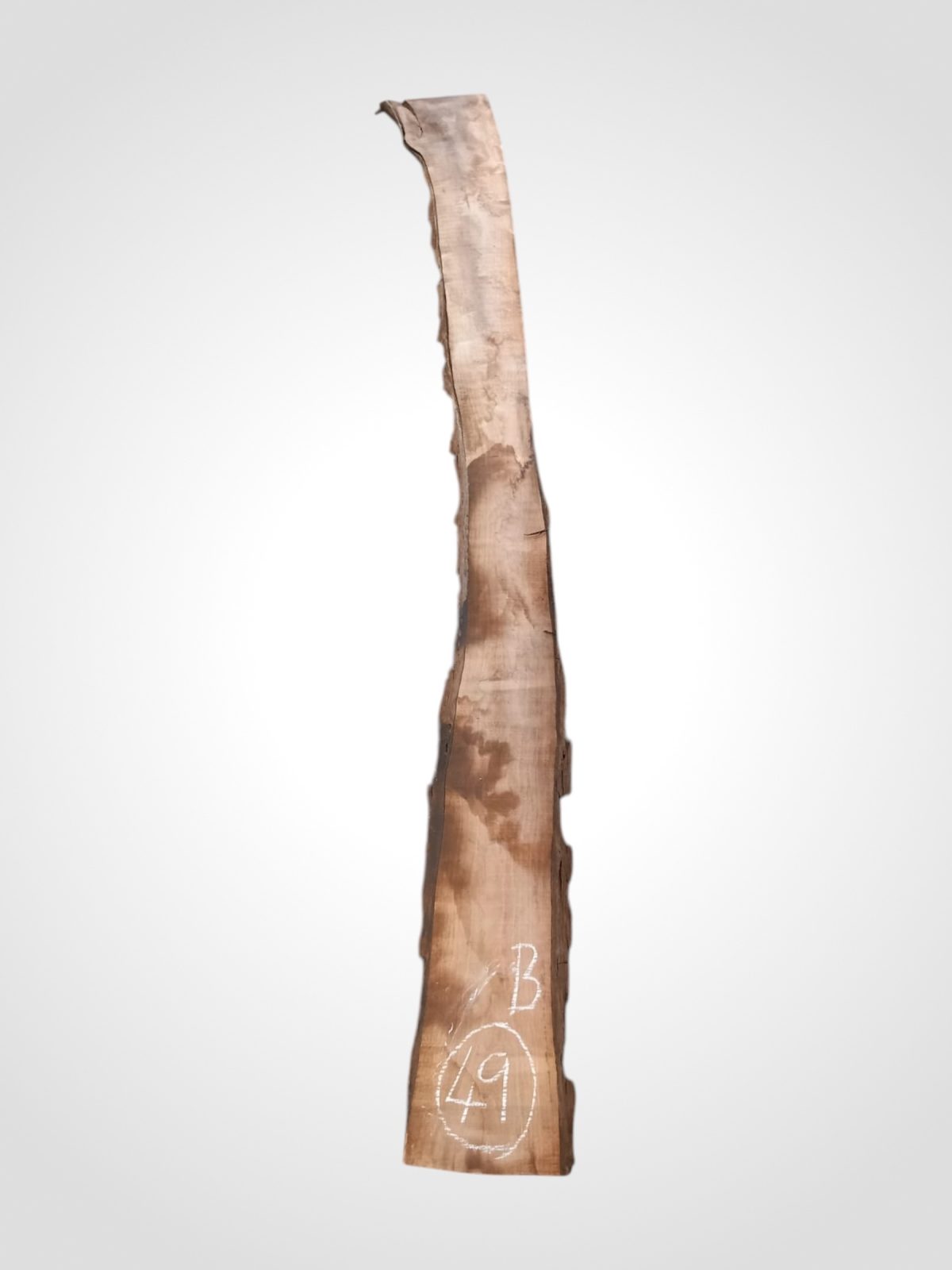 Ořech černý 30/32 mm - 49