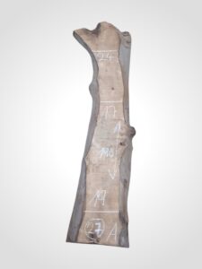 Ořech vlašský 65 mm - 27