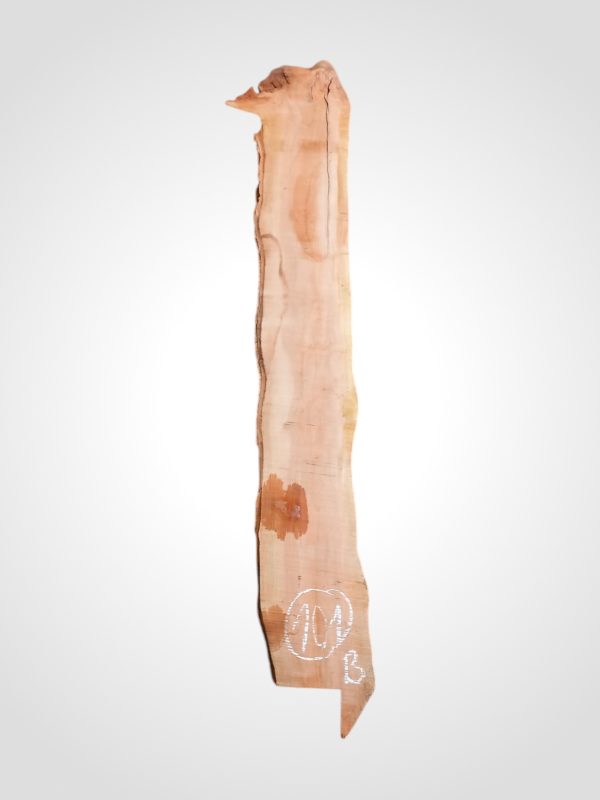 Třešeň evropská 30/32 mm - 101