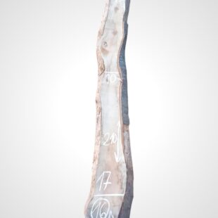 Třešeň evropská 32 mm - 16