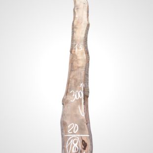 Třešeň evropská 32 mm - 18