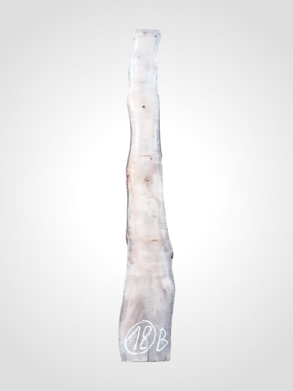 Třešeň evropská 32 mm - 18