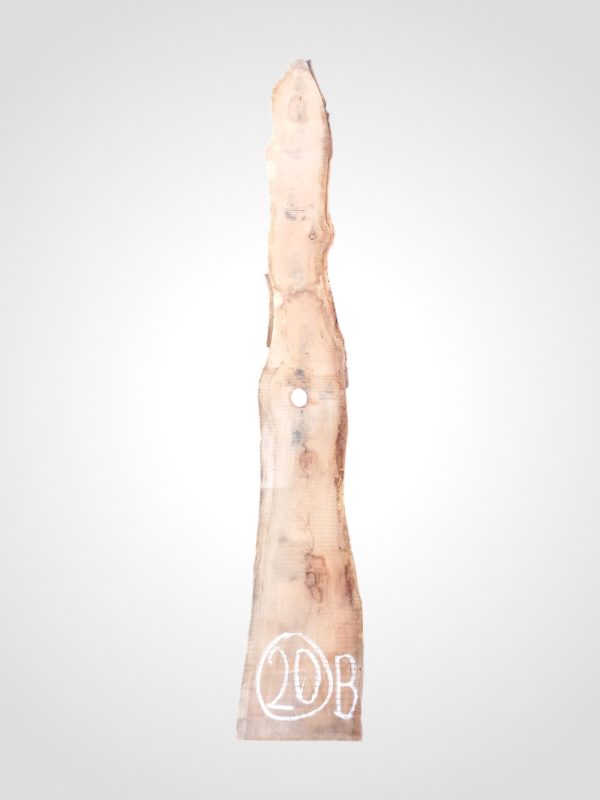 Třešeň evropská 32 mm - 20