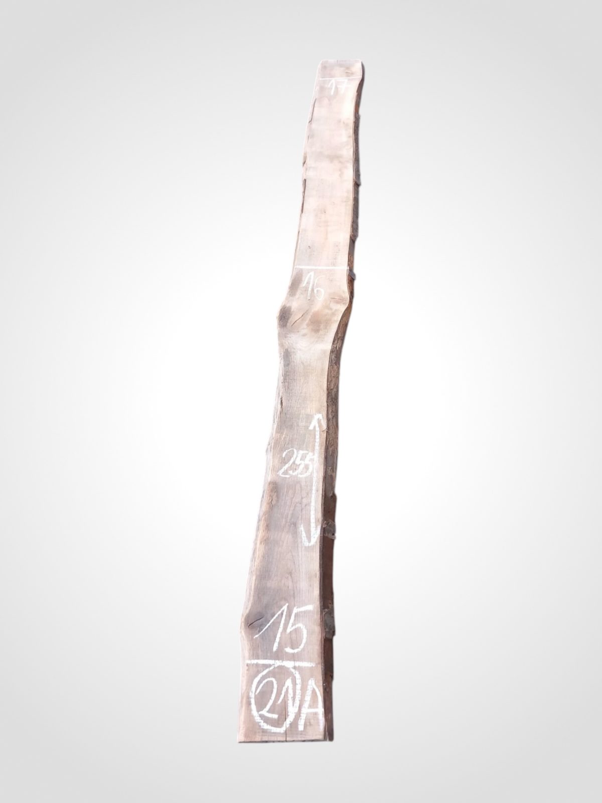 Třešeň evropská 32 mm - 21
