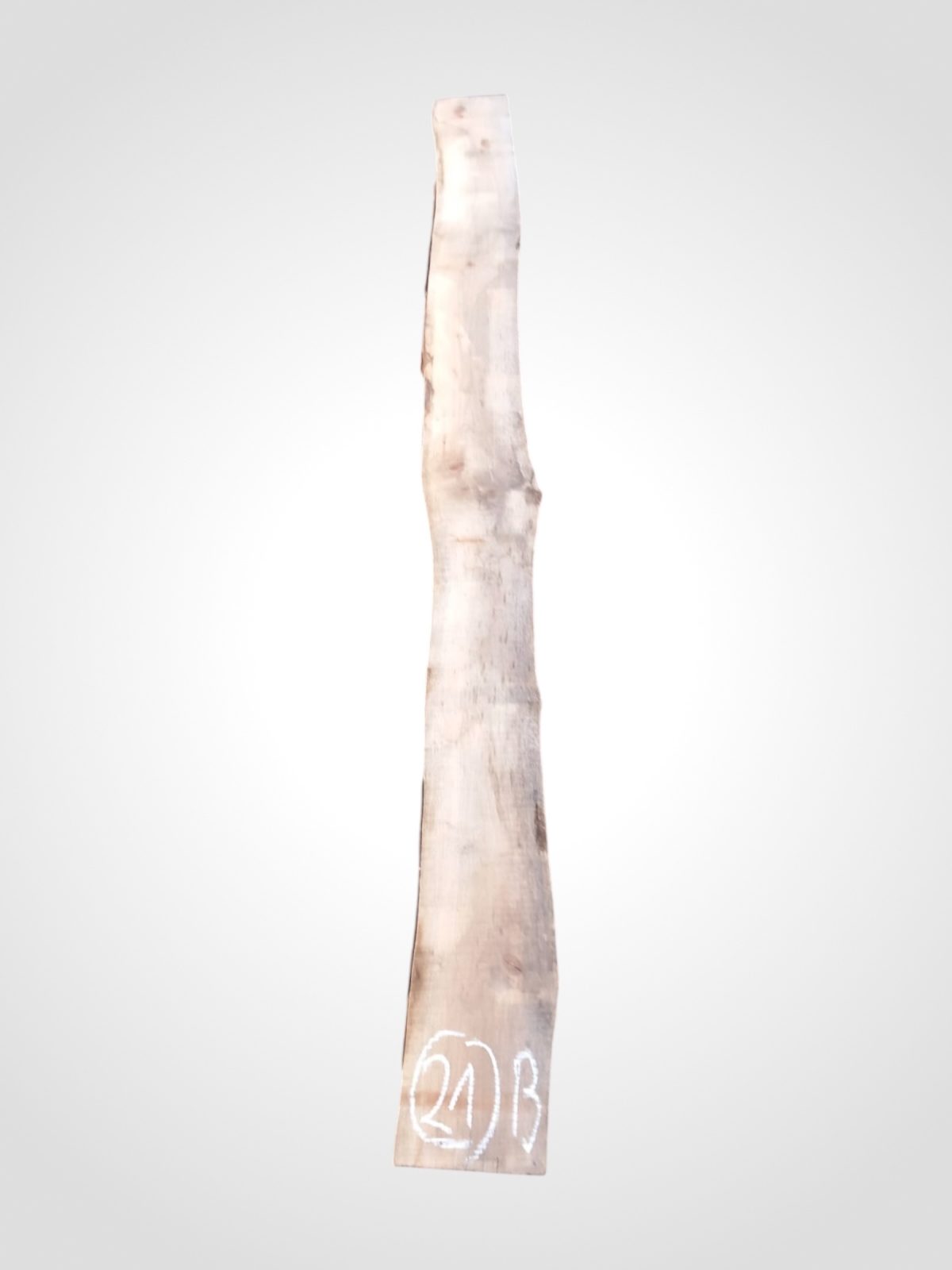 Třešeň evropská 32 mm - 21