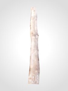 Třešeň evropská 32 mm - 21