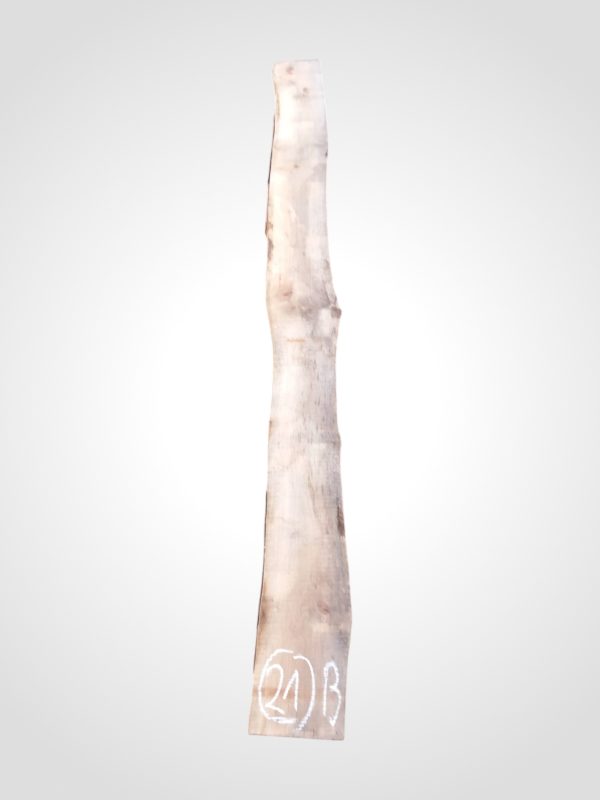 Třešeň evropská 32 mm - 21
