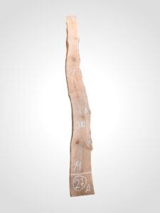 Třešeň evropská 30/32 mm - 27