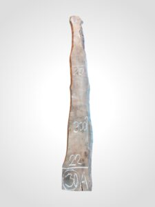 Třešeň evropská 30/32 mm - 30