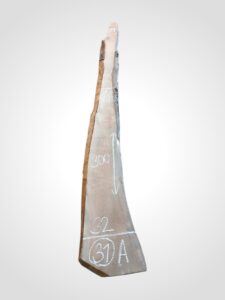 Třešeň evropská 30/32 mm - 31