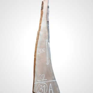 Třešeň evropská 30/32 mm - 31