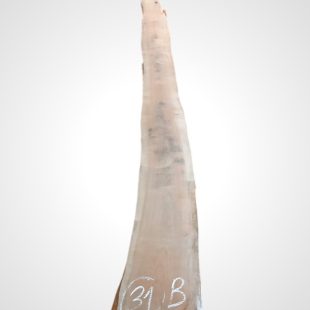 Třešeň evropská 30/32 mm - 31