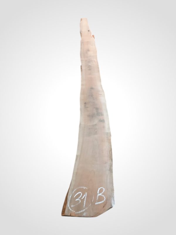 Třešeň evropská 30/32 mm - 31