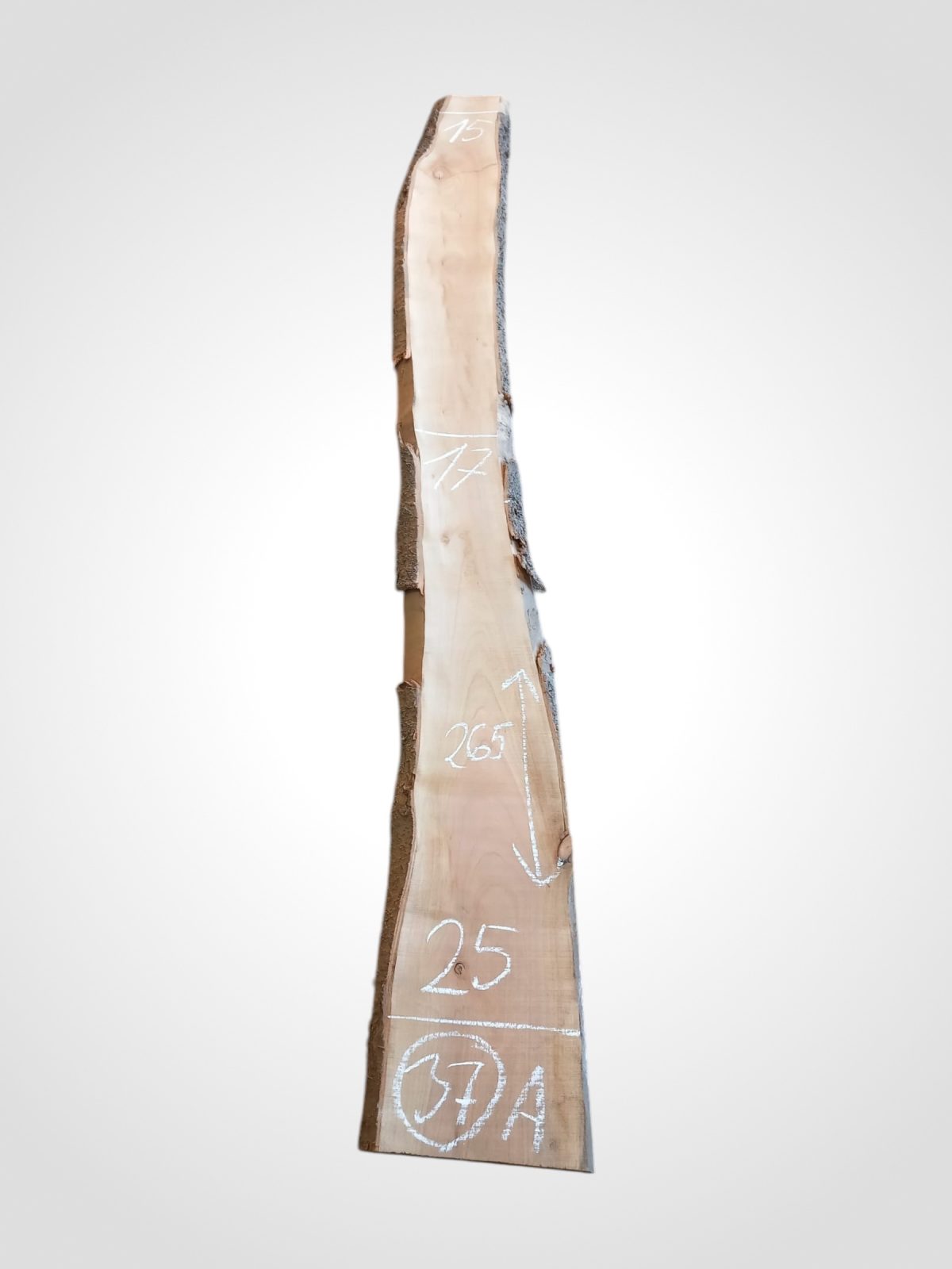 Třešeň evropská 30/32 mm - 37