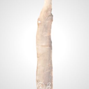 Třešeň evropská 32 mm - 3