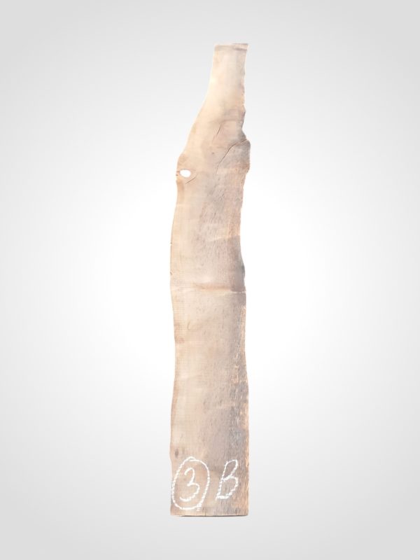 Třešeň evropská 32 mm - 3